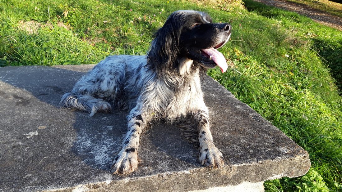 Fangio, setter anglais en pause au soleil sur une dalle de pierre