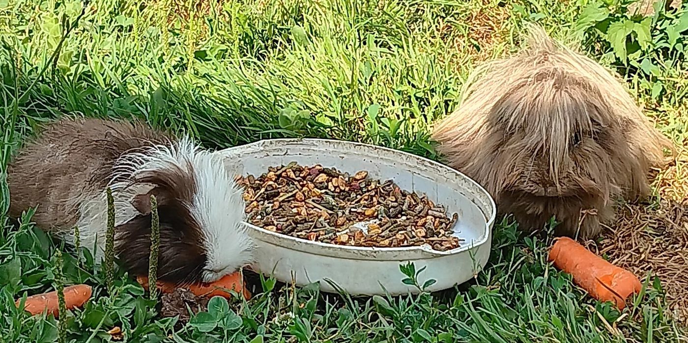 Un cochon d'Inde et un lapin partageant une écuelle de graines dans l'herbe